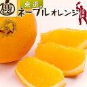 【ふるさと納税】 ネーブル オレンジ 厳選 光センサー / 高級 甘い 和歌山 柑橘 1kg 5kg 10kg ※2月中旬~3月中旬頃に順次発送予定 ※北海道・沖縄・離島への配送不可 //dekopon