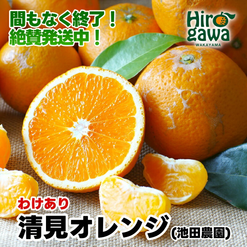 きよみオレンジ 訳あり 10kg 和歌山県産 送料無料(北海道、沖縄