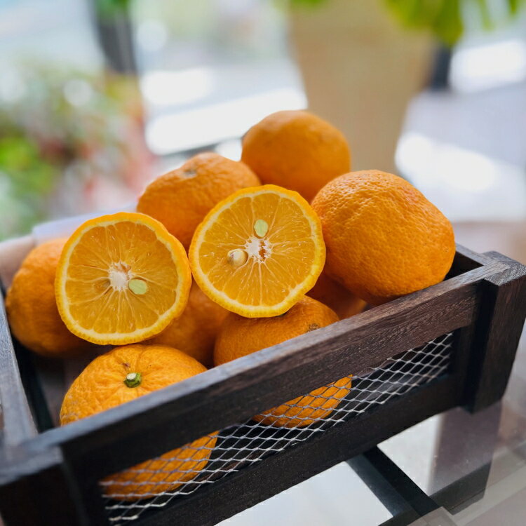 【ふるさと納税】【先行予約】 国産 紀州 和歌山の じゃばら 果実 【訳あり ジャバラ 家庭用】 ※2026年1月上旬〜2026年3月下旬に順次発送 ※北海道・...