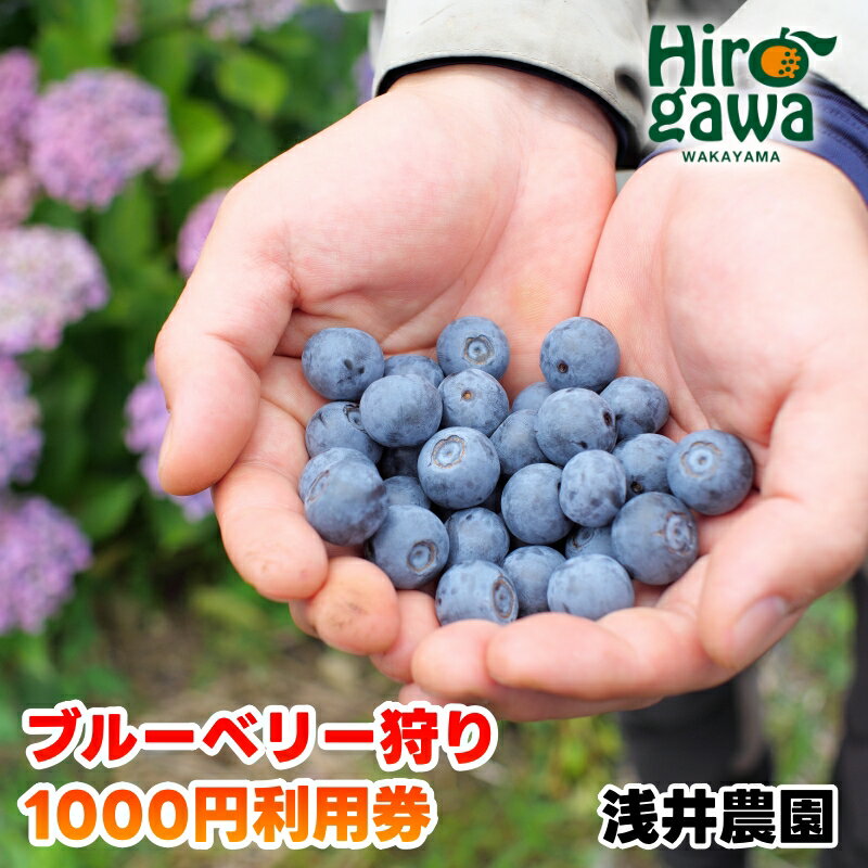 【ふるさと納税】 ブルーベリー 狩り 1000円 利用券 ※6月上旬~7月下旬 開催! 食べ放題 時間無制限 で約10品種の食べ比べをお楽しみください♪ / ハイブッシュ ラビットアイ ファミリー カップル 女性 におすすめ♪ //zakka