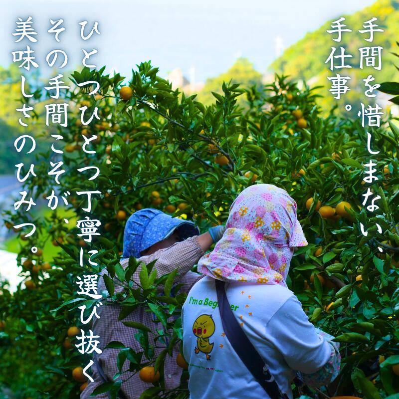 【ふるさと納税】 有田みかん 5kg or 10kg 和歌山 広川町産 ※2026年11月中旬～2027...