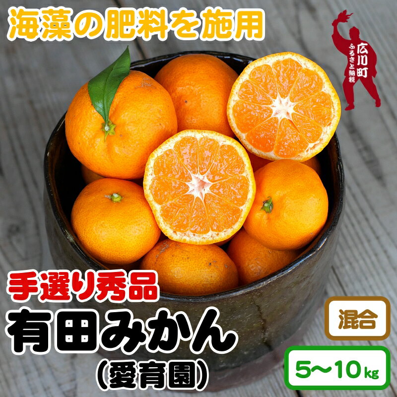 海藻施用有田みかん 手選果 ※2024年11月下旬〜2025年1月中旬頃に順次発送予定 / みかん 柑橘 蜜柑 くだもの 果物 果実 フルーツ 和歌山 有田 //mandarin