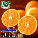 【ふるさと納税】 清見 オレンジ 10kg 16000円 海藻施用 手選果 ※3月中旬から4月中旬頃に順次発送 / きよみ 清美 柑橘 くだもの 果物 果実 フルーツ 和歌山 紀州 有田 //hassaku
