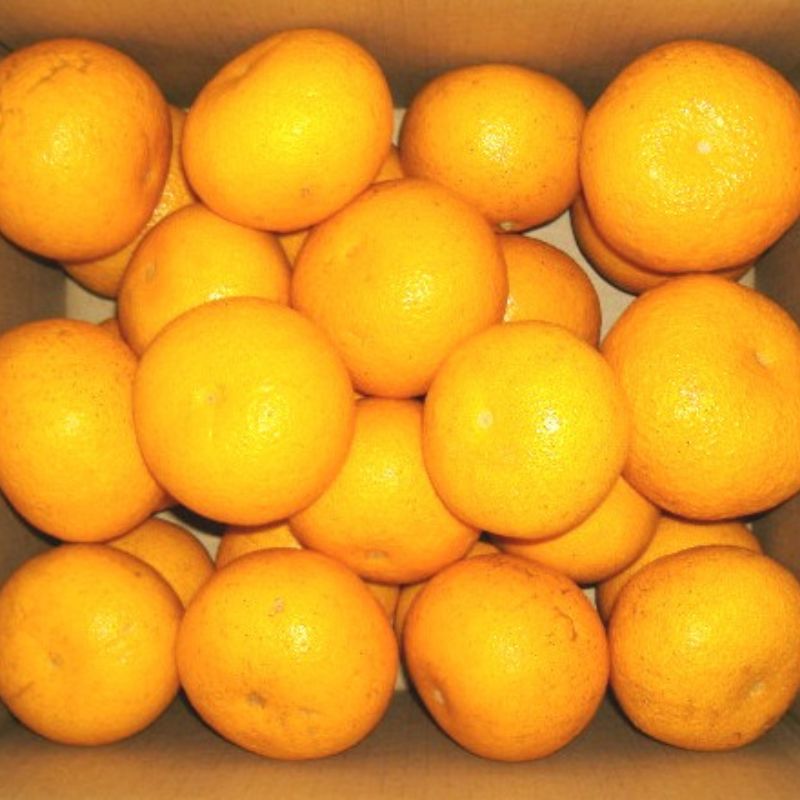 【ふるさと納税】 さつき はっさく 約 5kg ～ 約 10kg 秀品 or 訳あり / 八朔 フルーツ 果物 くだもの 食品 人気 おすすめ 送料無料 ※2027年3月下旬から4月下旬に順次発送