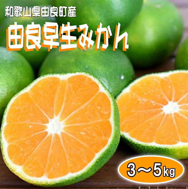 和歌山由良町産 由良早生みかん サイズおまかせ (L〜2S) いずれかお届け ※2024年10月上旬〜10月下旬頃順次発送予定 / ミカン 柑橘 くだもの 果実 果物 フルーツ 極早生 みかん 和歌山 //mandarin