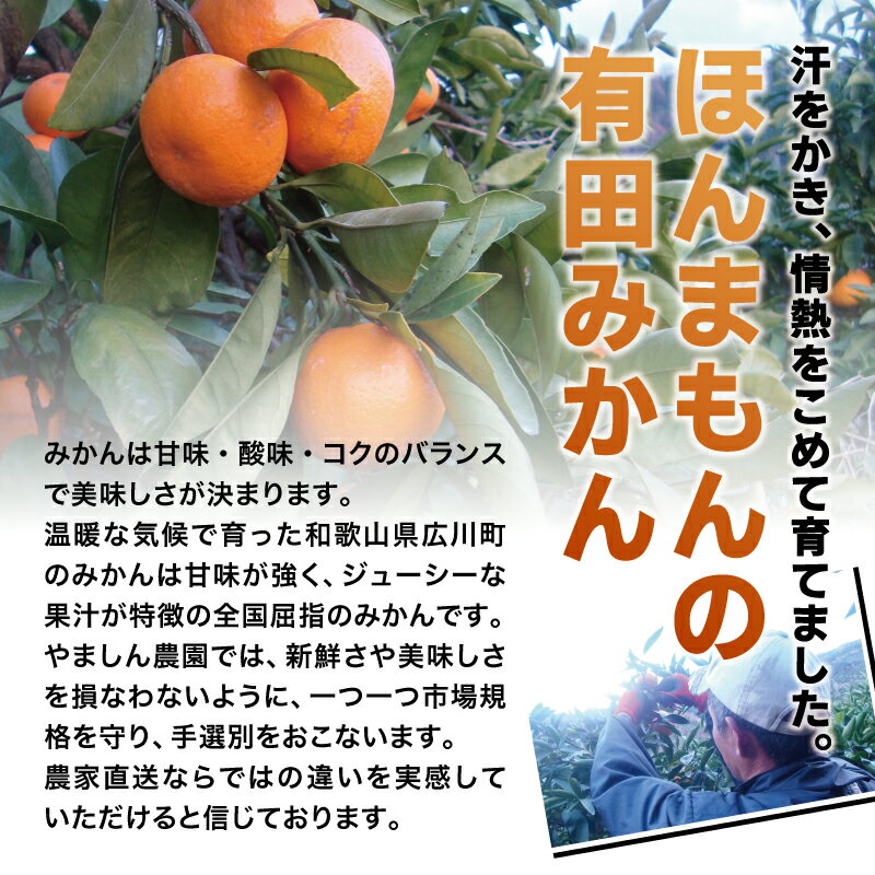 【ふるさと納税】【光センサー選別】 ちっちゃな 有田みかん こつぶみかん（3S～Sサイズ混合） ※2024年11月中旬頃～2025年1月上旬頃に順次発送予定 ※北海道・沖縄・離島への配送不可 / みかん 蜜柑 柑橘 果物 くだもの 果実 フルーツ 国産 温州 小粒 和歌山 //mandarin