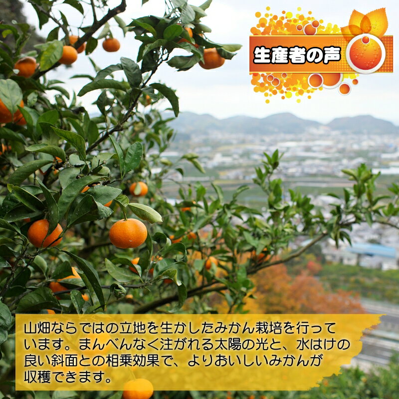 【ふるさと納税】有田みかん 頑固オヤジのこだわりみかん ※2024年11月中旬～2025年1月上旬頃より順次発送予定 / 和歌山 広川町 有田みかん みかん ミカン 蜜柑 柑橘 果物 フルーツ 甘い 予約 先行予約 //mandarin