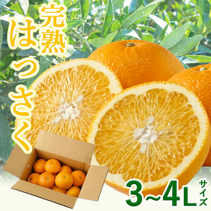 【ふるさと納税】＜紀州有田産＞タカじいの 完熟 さつきはっさく 5kg (特大サイズ) ※2025年4月上旬〜4...