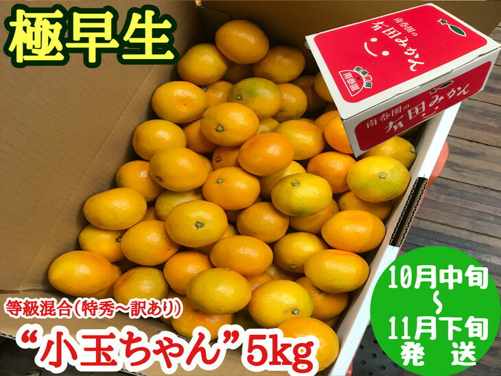 【ふるさと納税】【先行予約】【極早生・有田みかん】“小玉ちゃん”／等級混合・約5kg｜減農薬 柑橘 果物 フルーツ※着日指定不可※10月中旬〜11月下旬頃に順次発送予定のサムネイル