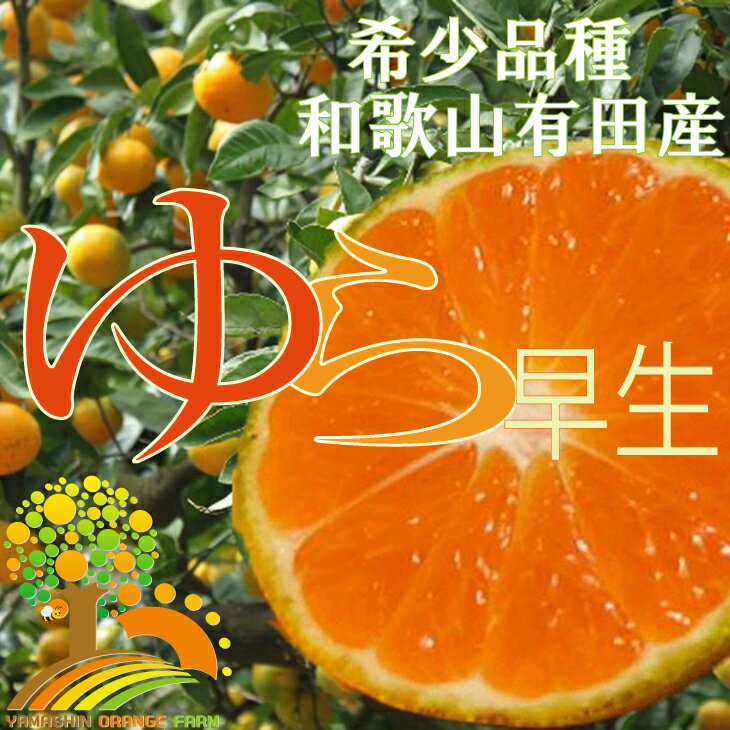 20位! 口コミ数「98件」評価「4.38」濃厚な味わいゆら早生みかん【10月上旬より発送】希少品種《有機質肥料100％》極早生 ※2024年10月上旬より順次発送予定※北海道・沖縄・･･･ 