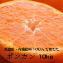 【ふるさと納税】特別栽培 ポンカン10kg 【発送時期指定可】【有機肥料100%・減農薬栽培の春みかんを農家直送】