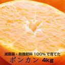 【ふるさと納税】特別栽培 ポンカン4kg【発送時期指定可】【...