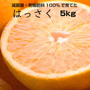 【ふるさと納税】特別栽培 はっさく(八朔)5kg【発送時期指...