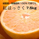 【ふるさと納税】特別栽培 紅はっさく7.5kg【減農薬栽培・...
