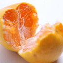 【ふるさと納税】<12月発送>樹上完熟有田みかん5kg
