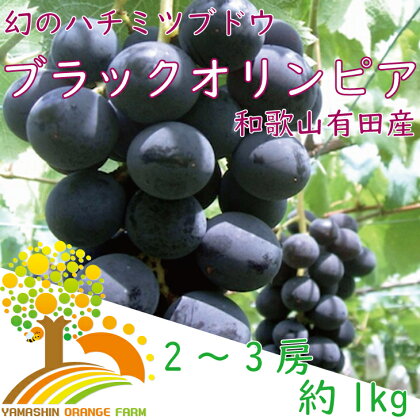 ブラックオリンピア 約1kg（2〜3房）【7月下旬より順次発送】 巨峰に似たはちみつぶどうと呼ばれる幻のぶどう ※北海道・沖縄・離島への配送不可 / ぶどう 葡萄 果物 くだもの フルーツ 果実 お中元 お供え 贈答 贈り物 //hokaf