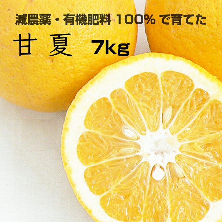 【ふるさと納税】[特別栽培] 甘夏7kg【発送時期指定可】【有機肥料100%・減農薬栽培の春みかんを農家直送】