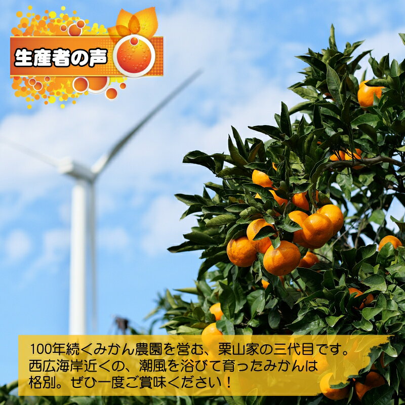 【ふるさと納税】和歌山県産 有田みかん (2S.S.M.Lサイズのいずれか)※2024年11月上旬頃～12月下旬頃に順次発送予定 / みかん ミカン 蜜柑 柑橘 果物 フルーツ 国産 和歌山県広川町 //mandarin