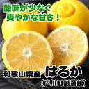 和歌山県産はるかみかん （サイズ混合） ※2025年2月下旬～2025年3月下旬頃順次発送 / みかん くだもの 晩柑 果実 蜜柑 柑橘 果物 フルーツ 国産 和歌山県 有田 //dekopon