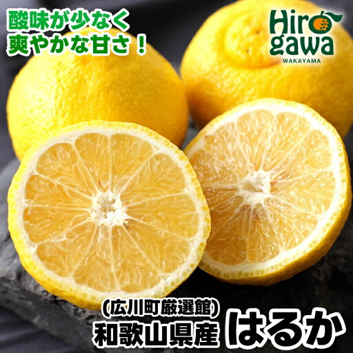 【ふるさと納税】【さわやか柑橘】和歌山県産はるかみかん (サイズ混合) ※2月下旬~3月下旬頃順次発送 / みかん くだもの 晩柑 果実 蜜柑 柑橘 果物 フルーツ 国産 和歌山県 有田 //dekopon 【ふるさと納税】【さわやか柑橘】和歌山県産はるかみかん (サイズ混合) ※2月下旬~3月下旬頃順次発送 / みかん くだもの 晩柑 果実 蜜柑 柑橘 果物 フルーツ 国産 和歌山県 有田 //dekopon