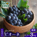 【ふるさと納税】 ピオーネ たねなし 厳選 / ぶどう 種無し 甘い 高級 和歌山 2kg 3kg ※8月中旬~9月下旬に順次発送 ※北海道・沖縄・離島への配送不可 //hokaf