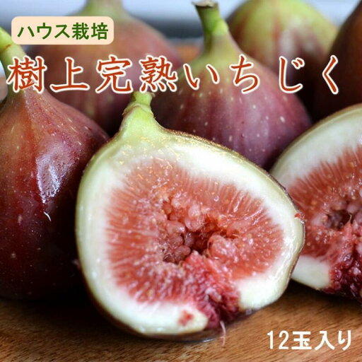 【ふるさと納税】 【ハウス栽培】 和歌山県産 樹上 完熟 いちじく 12玉入り ※8月上旬~10月上旬頃発送予定 / イチジク 無花果 果物 くだもの 和歌山 //hokaf 【ふるさと納税】 【ハウス栽培】 和歌山県産 樹上 完熟 いちじく 12玉入り ※8月上旬~10月上旬頃発送予定 / イチジク 無花果 果物 くだもの 和歌山 //hokaf