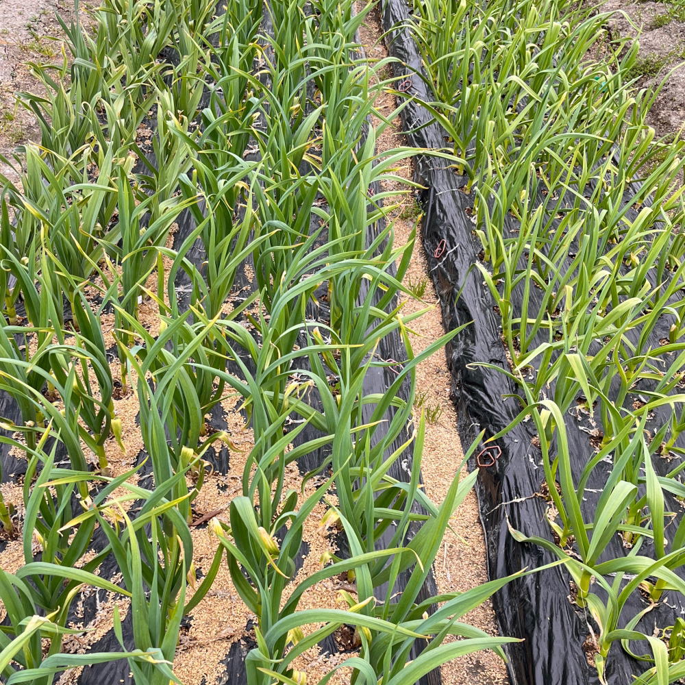 【ふるさと納税】 和歌山 県産 生 にんにく 約 1kg ご家庭用 / ニンニク 国産 高級 ※5月上旬～5月中旬頃に順次発送 //vegi