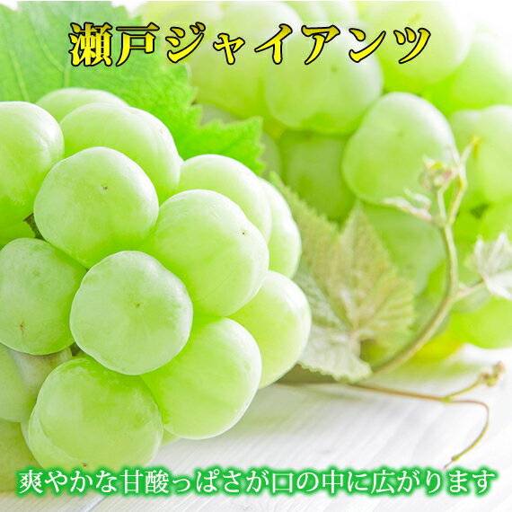 【ふるさと納税】 紀州かつらぎ産の 瀬戸ジャイアンツ 約2kg ※8月下旬～9月上旬頃に順次発送予定 ※離島配送不可 / ぶどう ジャイアンツ フルーツ 果物 くだもの 果実 お中元 お供え 贈答 贈り物 //hokaf //bestのサムネイル