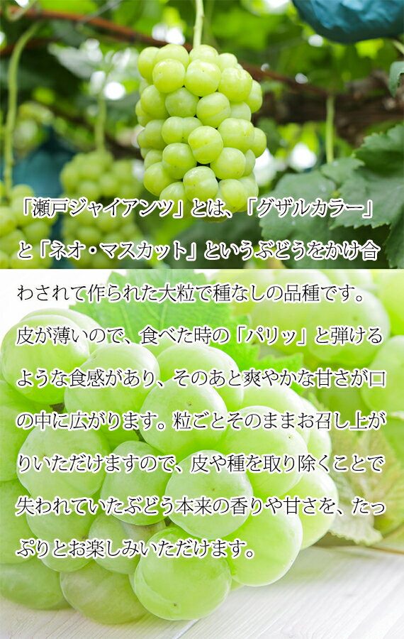 【ふるさと納税】紀州かつらぎ山の瀬戸ジャイアンツ 約2kg ※2024年8月下旬～9月上旬頃に順次発送予定 ※離島配送不可 / ぶどう ジャイアンツ フルーツ 果物 くだもの 果実 お中元 お供え 贈答 贈り物 //hokaf 2