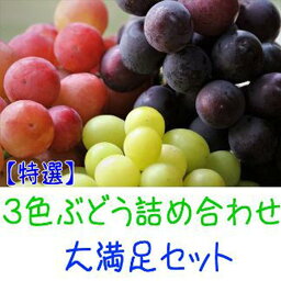 【ふるさと納税】農家直送 3色ぶどう詰め合わせ大満足セット 約4kg【先行予約】 | 先行予約 和歌山 果物 くだもの フルーツ シャインマスカット 赤嶺 巨峰 ぶどう 詰め合わせ ブランド 取り寄せ ご当地 期間限定