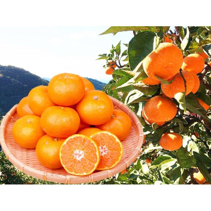 完熟有田みかん 10kg[先行予約][UT11w] | 先行予約 和歌山 果物 くだもの フルーツ 柑橘 蜜柑 完熟 ブランド 取り寄せ ご当地 期間限定