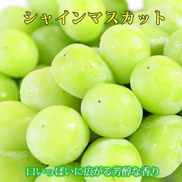 26位! 口コミ数「0件」評価「0」【先行予約】紀州有田産シャインマスカット　約1.2kg | ぶどう ブドウ 葡萄 フルーツ 果物 くだもの ギフト そのまま食べられる　お取･･･ 