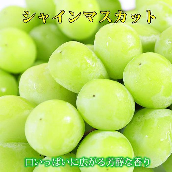 【ふるさと納税】紀州有田産シャインマスカット 約1.2kg【先行予約】【2025年8月下旬以降発送予定】 | ぶどう ブドウ 葡萄 フルーツ 果物 くだもの ギフト そのまま食べられる お取り寄せ グルメ 皮のまま 送料無料 高級