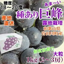 【ふるさと納税】【有田川町】巨峰1kg 2～3房 朝穫り 和歌山県 有田産 巨峰ぶどう 種あり ご家庭用 | 果物 フルーツ ぶどう ブドウ 葡萄 産直 産地直送 おすすめ お取り寄せ 先行予約 期間限定 数量限定