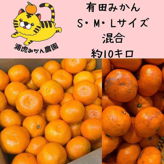 【ふるさと納税】訳あり温州みかん 家庭用 箱込み 10kg (SMLサイズ混合)