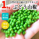 【ふるさと納税】【5月下旬出荷予定】ぶどう山椒 1kg（500g×2箱） 実山椒 生山椒 クール便対応 和歌山県産 山椒 さんしょう ぶどう山椒 和歌山県産 国産 調味料 香辛料 スパイス 食品 ふるさと納税 返礼品