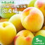 【ふるさと納税】手もぎ完熟南高梅 5Kg 秀品 大つぶ3L以上 | 和歌山 梅 うめ 南高梅 完熟 生梅 秀品 梅酒用 梅干用 梅シロップ 梅ジャム 送料無料 お土産 取り寄せ 手もぎ 20,000円