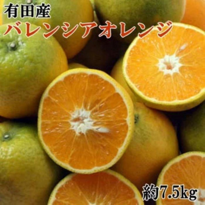 有田産濃厚バレンシアオレンジ 約7.5kg（M～2Lサイズおまかせ）★2024年6月中旬より順次発送予定