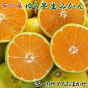 【ふるさと納税】【極早生みかんの逸品】有田産ゆら早生みかん約5kg★2025年10月中旬頃より順次発送(4)