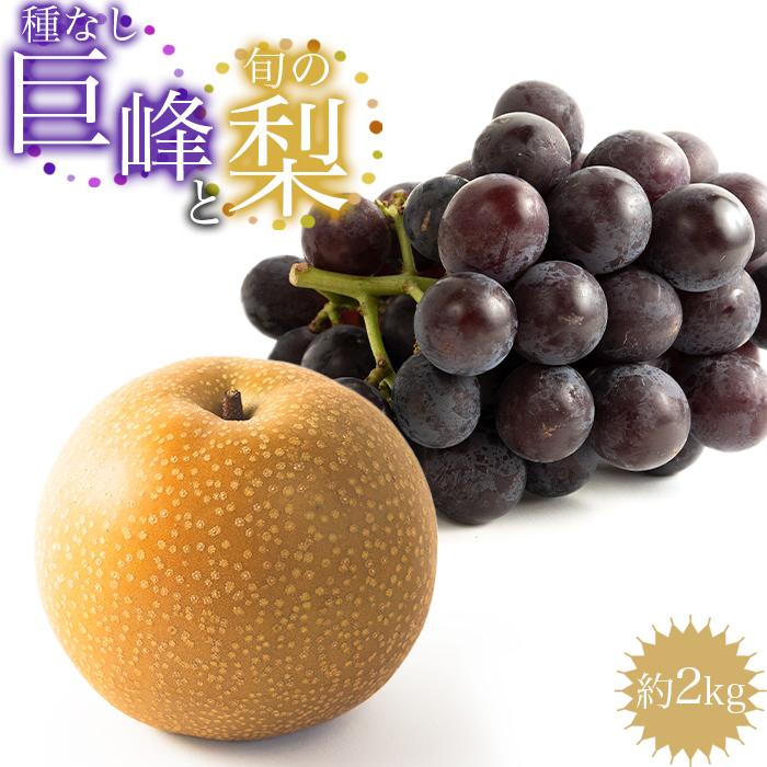【ふるさと納税】種なし巨峰と旬の梨　約2kg | 果物 フル