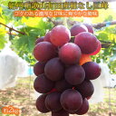 【ふるさと納税】紀州有田産の種なし巨峰ぶどう約2kg【先行予約】【2025年8月下旬以降発送予定】