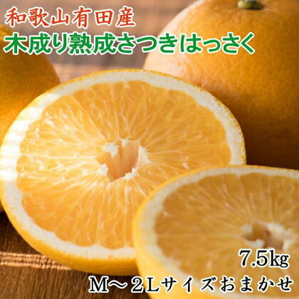 こだわりの和歌山有田産木成り熟成さつき八朔7.5Kg(M～2Lサイズおまかせ) ★2025年4月より順次発送