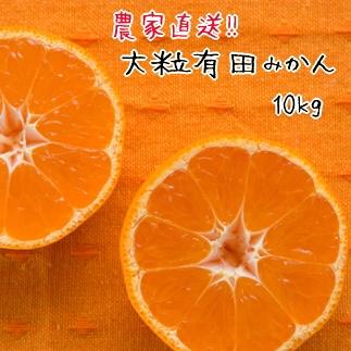 大粒 有田 みかん 10kg 【先行予約】 みかんの本場和歌山有田より農家直送！／11月中旬～発送予定 | みかん 蜜柑 柑橘 和歌山 果物 先行予約 和歌山県産 フルーツ 農家直送 10kg 濃厚 有田 有田川町 ふるさと納税 返礼品 故郷納税