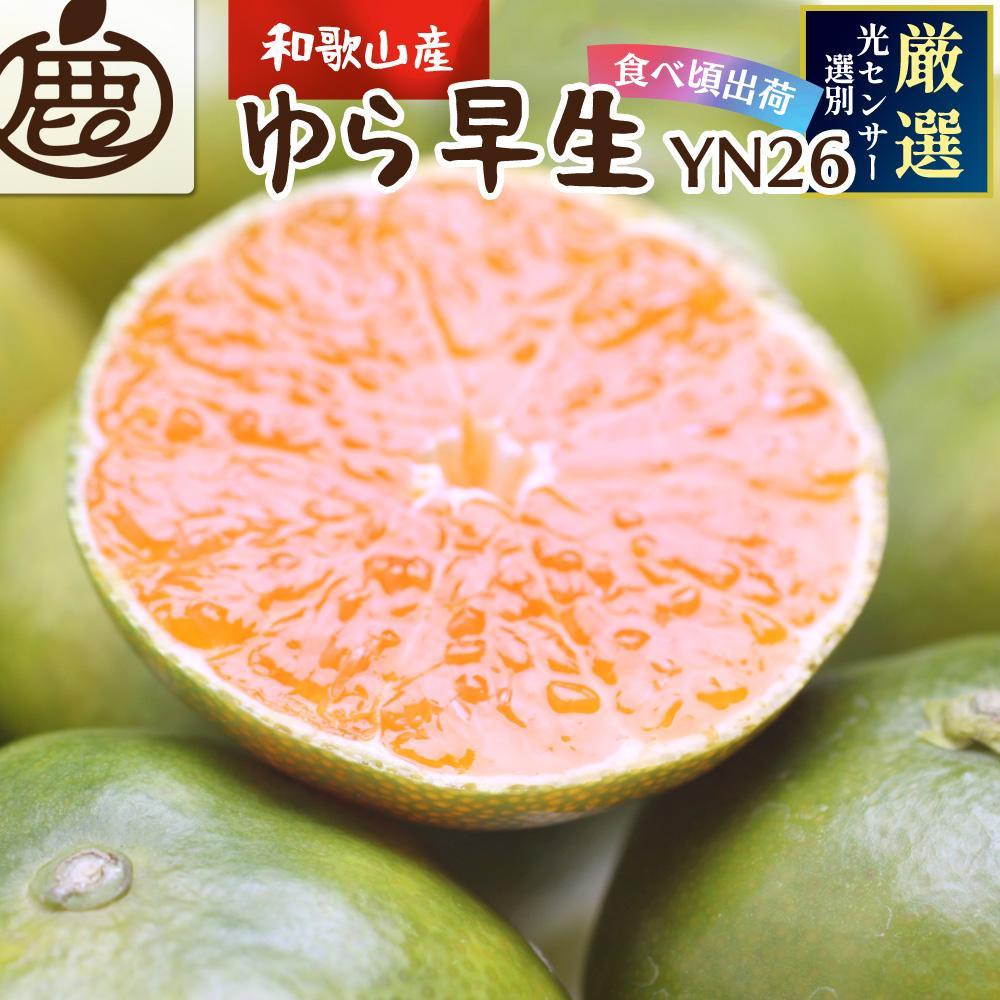 厳選　極早生有田みかん2.5kg+75g（傷み補償分）【YN26・ゆら早生】＜2024年9月より発送＞ | フルーツ 果物 くだもの 食品 人気 おすすめ 送料無料