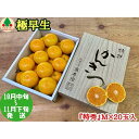 【ふるさと納税】極早生 有田 みかん 化粧箱 小箱 特秀 M サイズ 20玉入 南泰園 和歌山 有田みかん | フルーツ 果物 くだもの 食品 人気 おすすめ ...