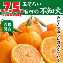 【ふるさと納税】不知火 箱込 7.5kg (内容量約 6.8kg) 玉ぞろい 秀優品混合 和歌山県産 産地直送 【みかんの会】 | みかん 不知火 和歌山 秀 優品 和歌山県産 有田 旬 フルーツ 産地直送 柑橘 有田川町 ふるさと納税 返礼品 故郷納税