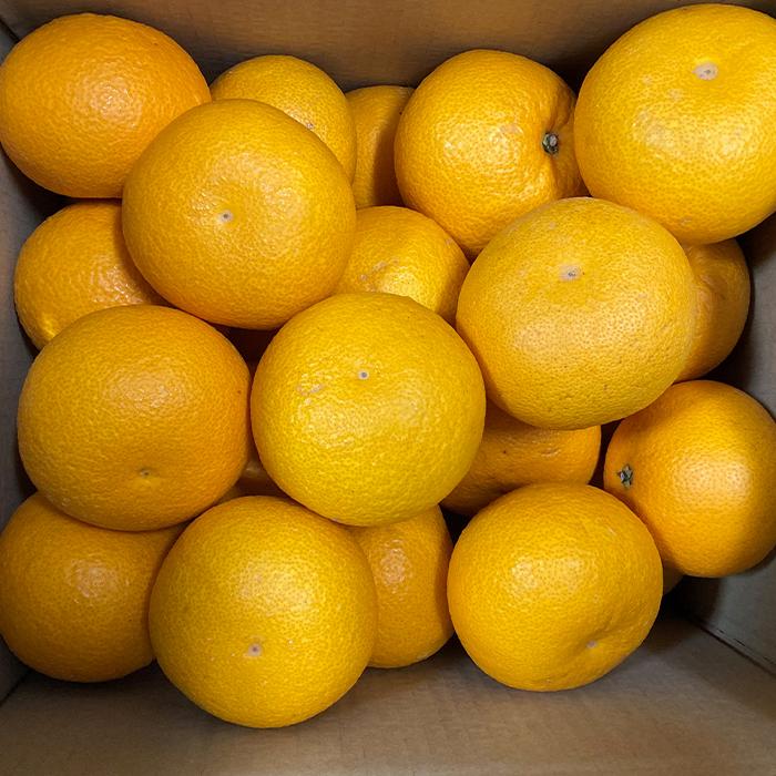 【ふるさと納税】真心こめた木成り八朔 約5kg【2025年2月中旬以降発送】【M～3Lサイズおまかせ】 | フルーツ 果物 くだもの 食品 人気 おすすめ 送料無料のサムネイル