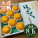 【ふるさと納税】4月 まで 木成 完熟 させた 有田 はっさく 特秀 L × 8玉 化粧箱 南泰園 みかん | 先行予約 和歌山 果物 くだもの フルーツ 柑橘 蜜柑 はっさく 木成り 完熟 特秀 化粧箱 ブランド 取り寄せ ご当地 期間限定