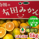 43位! 口コミ数「2件」評価「5」ちょっと 傷あり 極早生 みかん 有田 L または M サイズ 5kg 南泰園