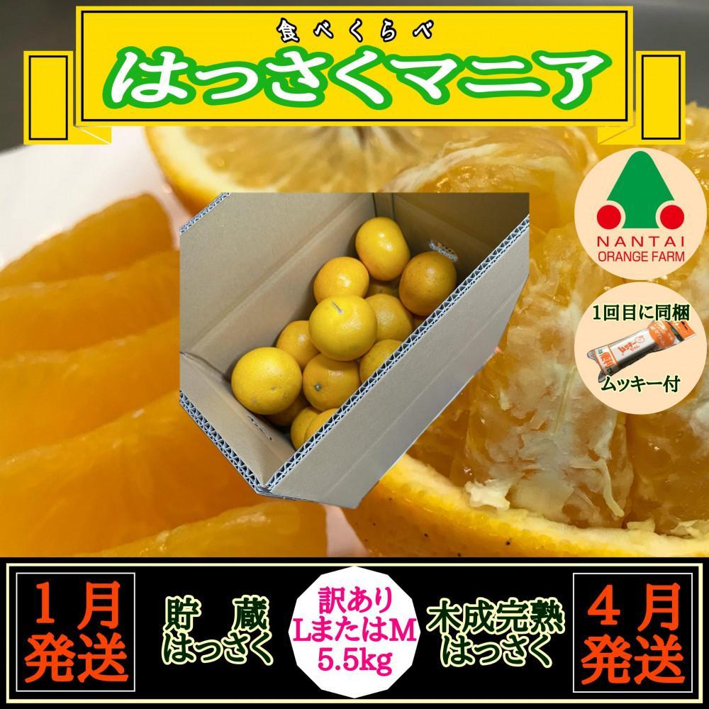 【ふるさと納税】1・4月発送 全2回 定期便 はっさく マニア 貯蔵 & 木成完熟 訳あり傷多め L または M 5.5kg 茶箱 和歌山 有田 南泰園 | 柑橘 フルーツ 果物 くだもの 食品 人気 おすすめ 送料無料
